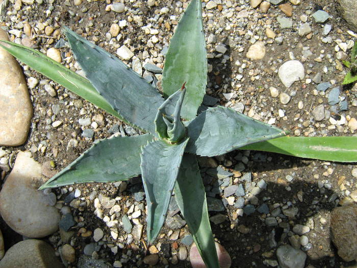 IMG_8640 - Cactusi la mosie 27 iunie 2009