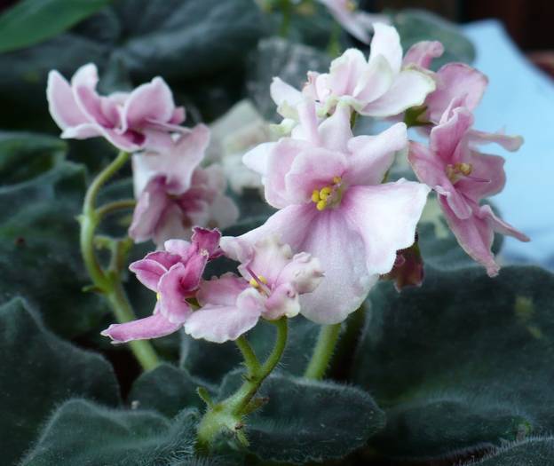 P1130772 - Saintpaulia - violete de camera