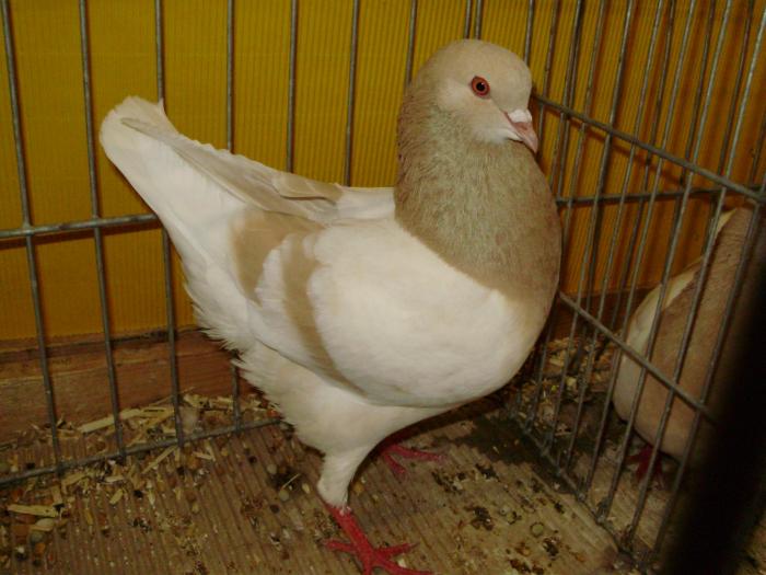 06956 modenezg 1