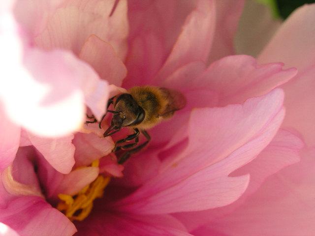 P4280196 - Albine si pentru albine