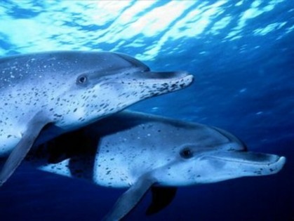 11 - poze cu delfini