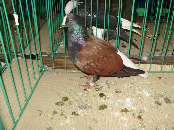 9380 codalb turingia 1