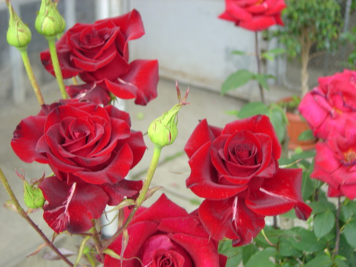 trandafiri - florile mele in 2009