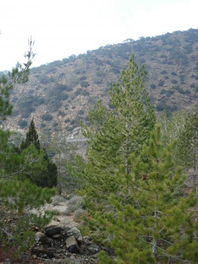 Picture 669; Muntii Troodos
