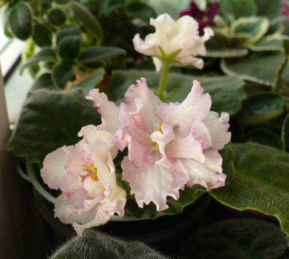 P1140626 - Saintpaulia - violete de camera