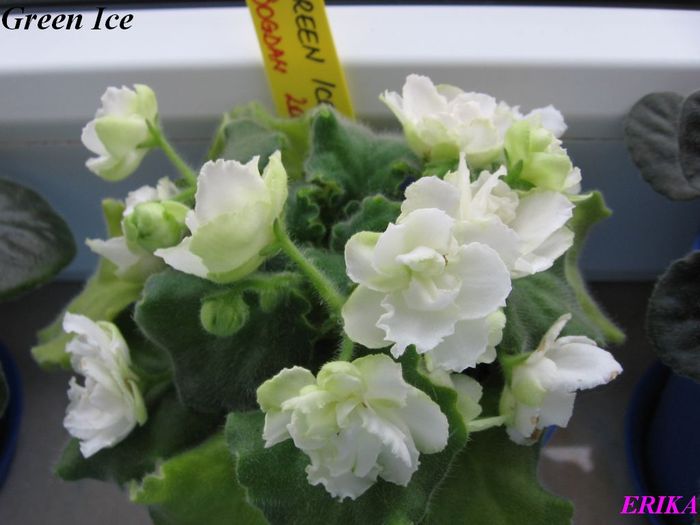 Green Ice 2009 jun 6