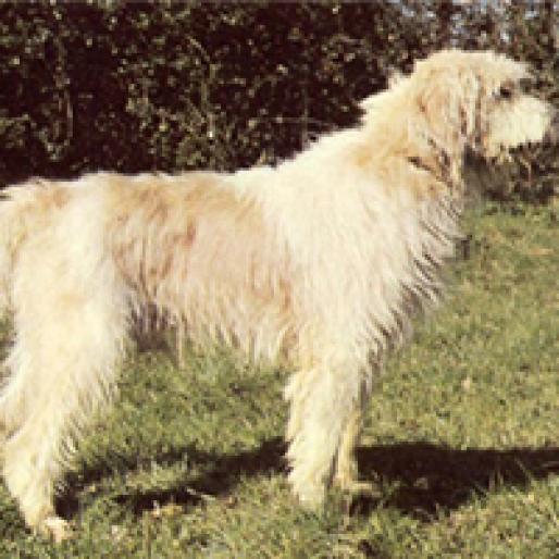 MARELE GRIFFON VANDEEN - RASE CAINI