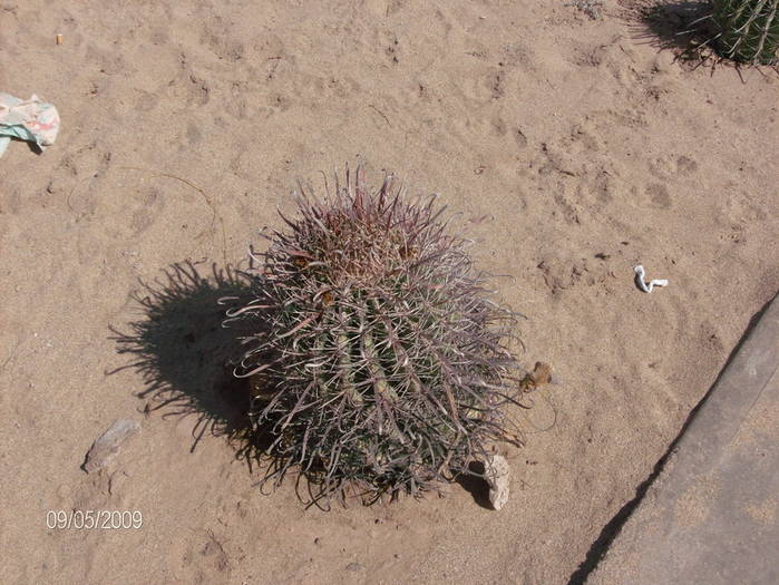 HPIM1947mic - cactusii giganti