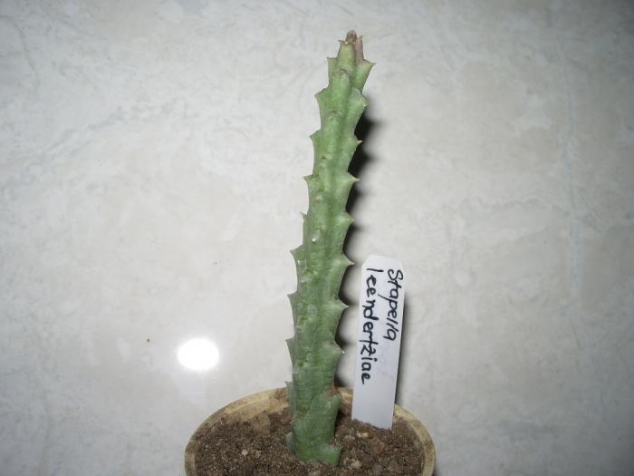 IMGP7359 - Asclepiadaceae