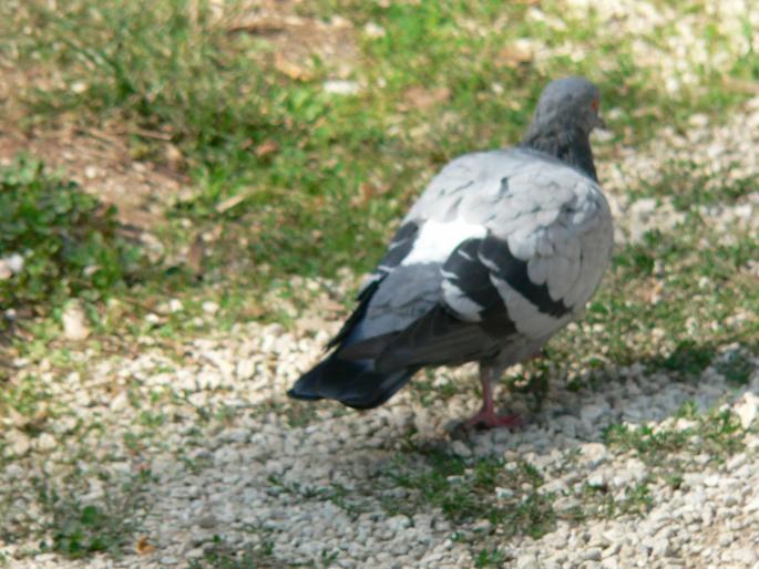 P1060871 - 18i Pula Croatia