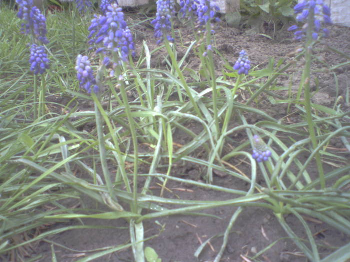 Muscari in mai - perene