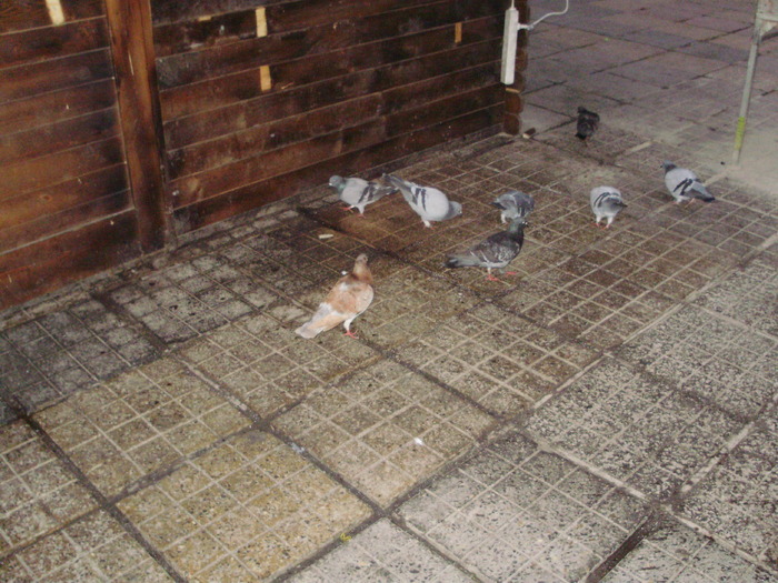 P9040073 - 18g Timisoara