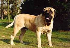 Mastiff