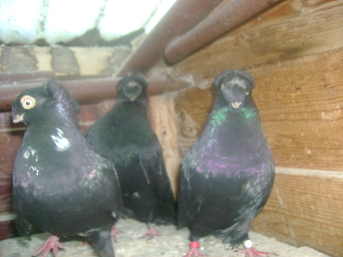 pozedecembrie 2009 041 - poze decembrie 2009