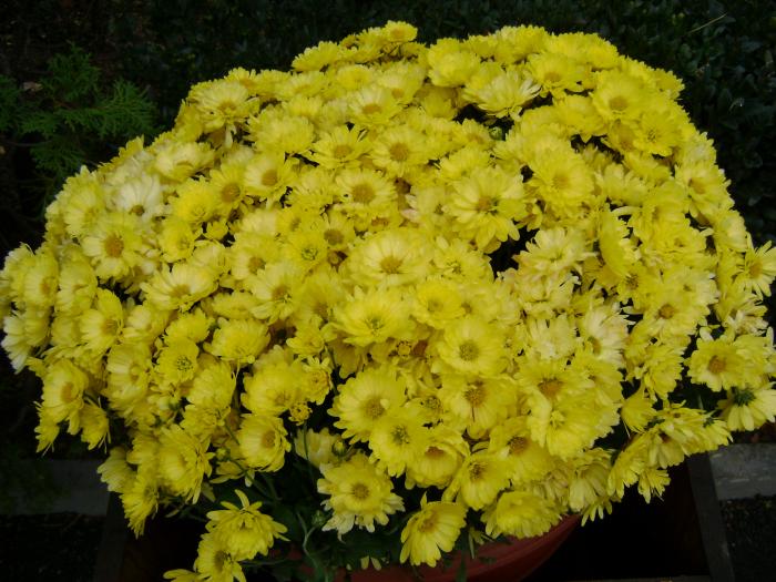 DSC00123 - Flori de toamna - Iasi - 26 oct 2008
