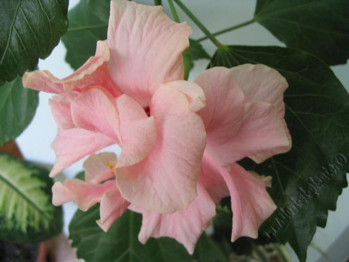 Hibiscus roz pal 5 - Hibiscus