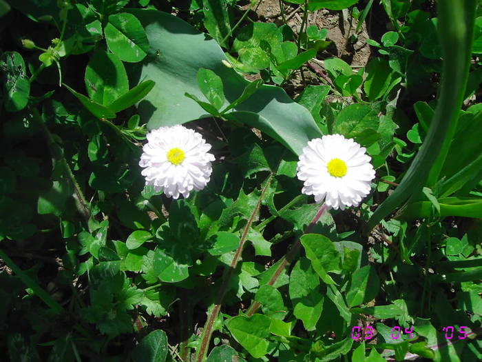 Nasturei albi - Flori de gradina 2009