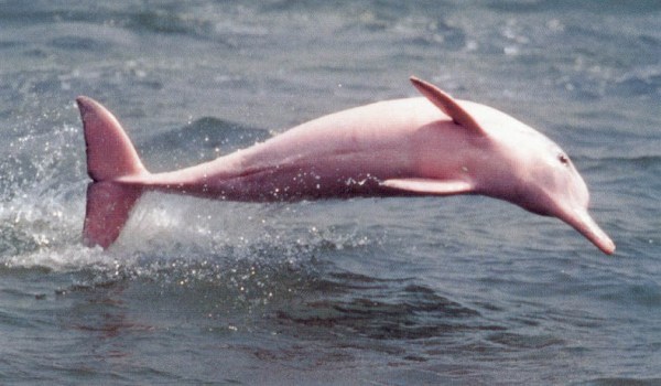 51 - poze cu delfini