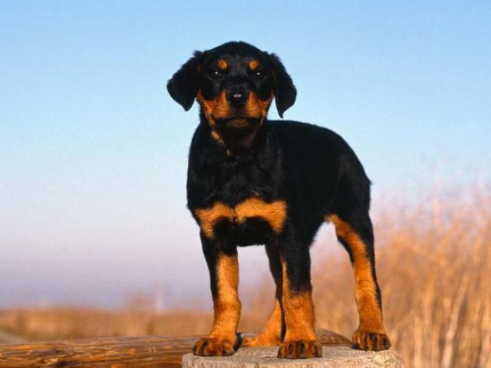 Rottweiler Pui_ Poze pui de Rottweiler_ Poze cu caini