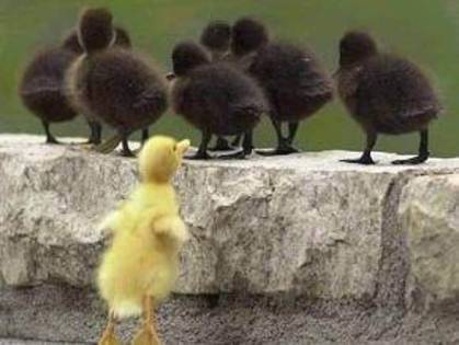 fotos-divertidas-animales-peq