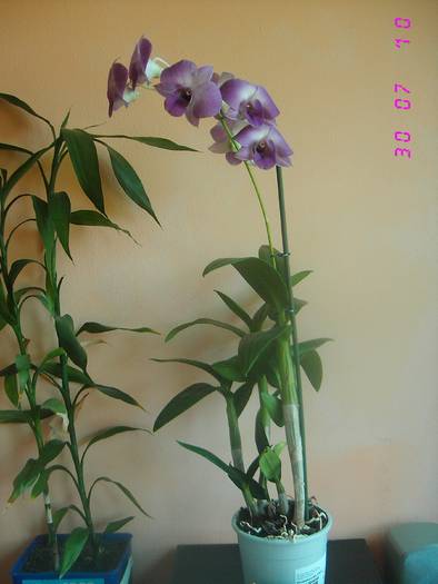 Dendrobium - ORHIDEE