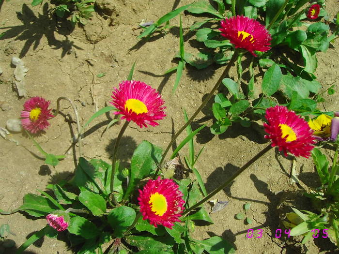 Nasturei rosii - Flori de gradina 2009