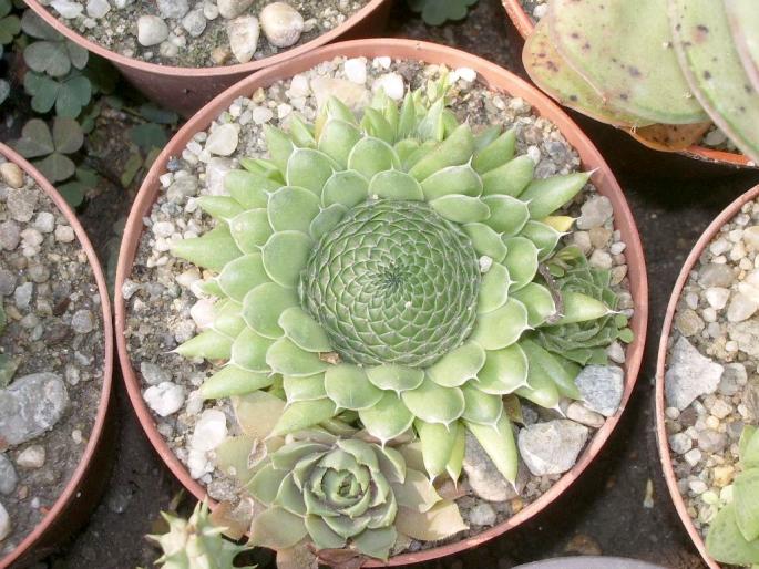 Orostachys