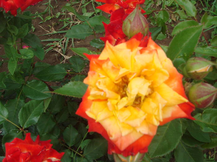 trandafiri manastirea Sfantul Andrei