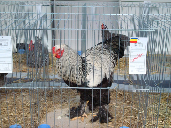 DSC04848 - Campioni de toate rasele la Expo Fauna Banatului 2009 Timisoara