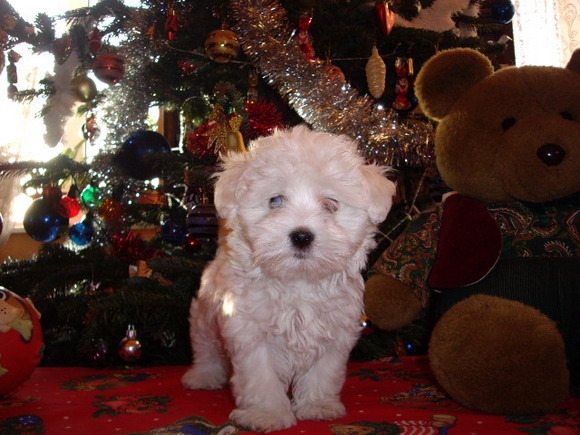 Bichon Maltese; fetita nascuta 09.10.09

