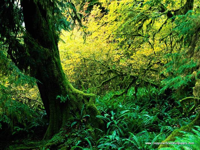 Wallpapers - Nature 9 - Hoh_Rainforest,_Olympic_National_Park,_Washington - Very Beautiful Nature Scenes