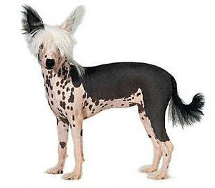 chinese_crested - Toy
