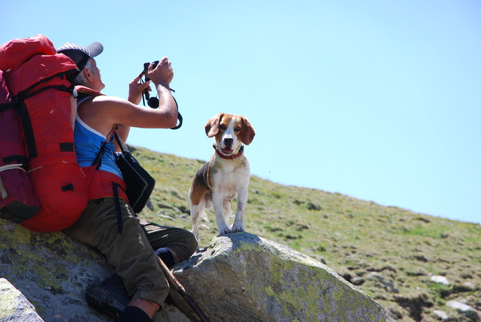 DSC_0053 - CATEUL BEAGLE PE MUNTE