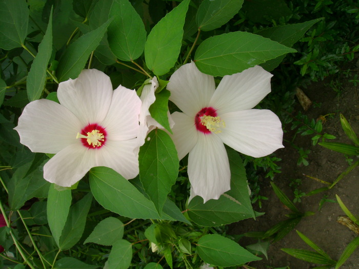 DSC01896 - Gradina de flori 2009