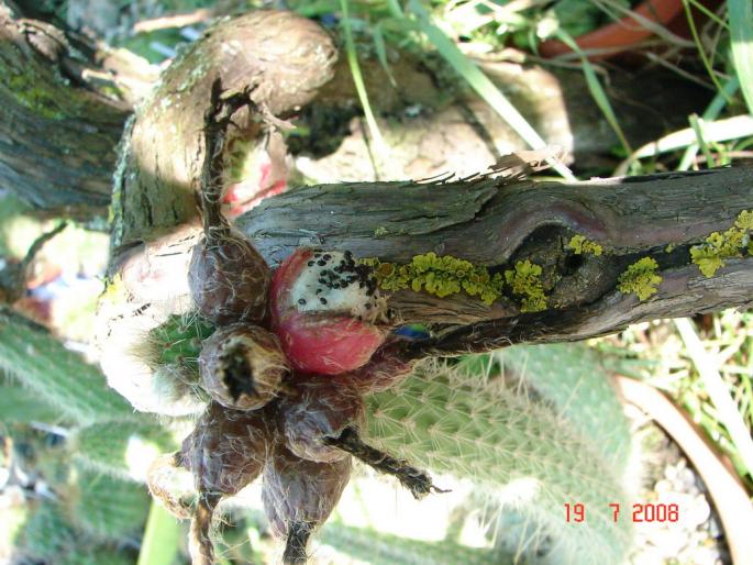 Cleistocactus dependens 2 - 2008