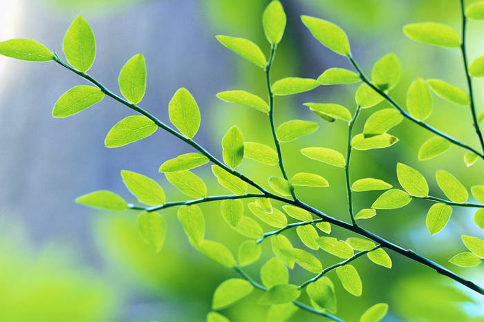 Grass