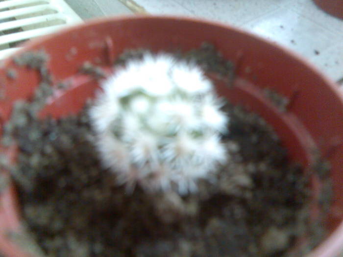 mammillaria hernandezii - cactusi si suculente-2009