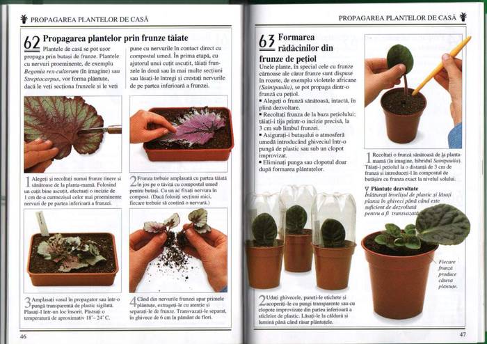 23 - informatii plante
