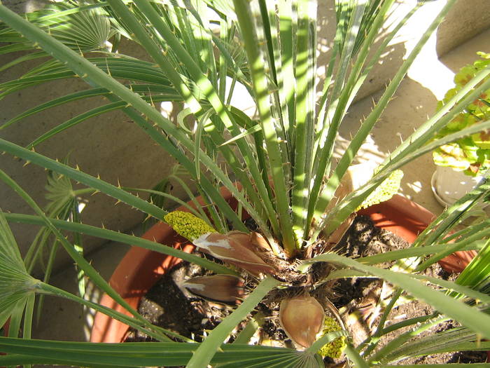 boboci de floare - palmieri