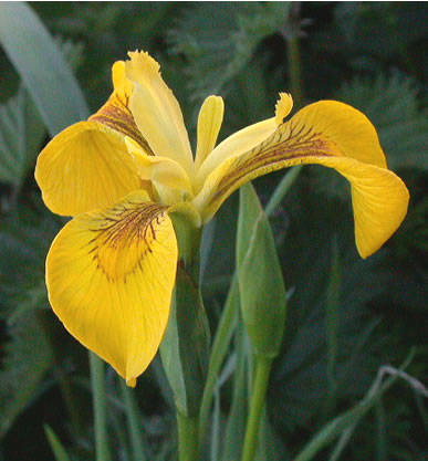 iris galben - iris