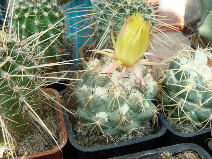 Coryphantha 1