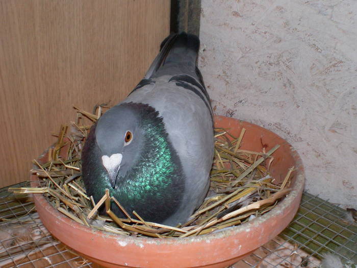 29 - porumbei Mihai si Gigi