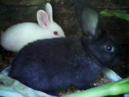 DSC00190 - Iepurasi pui