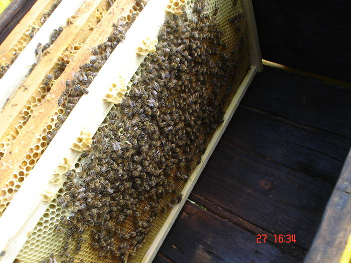 DSC05921 - albine alte noutati