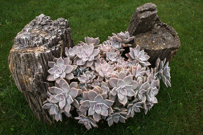 Graptopetalum paraguayense - garden 2009