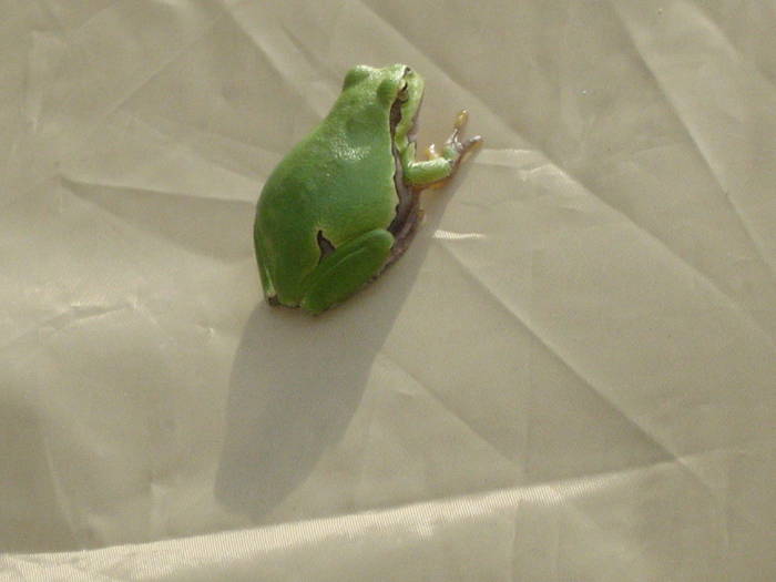 IMG_3453 - salcim I si II 2009