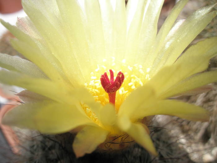 Notocactus brederoianus - floare 23.05 - Notocactus