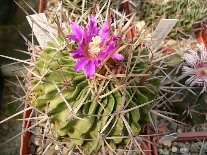 echinofossulocactus_lamellosus - genul Echinofossulocactus - Stenocactus