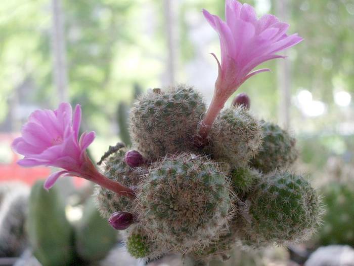 Rebutia perplexa - Plante altoite