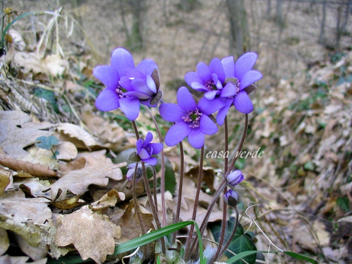 Hepatica transilvanica - frumuseti salbatice